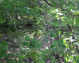 00 Cross To Canaan Valley Road